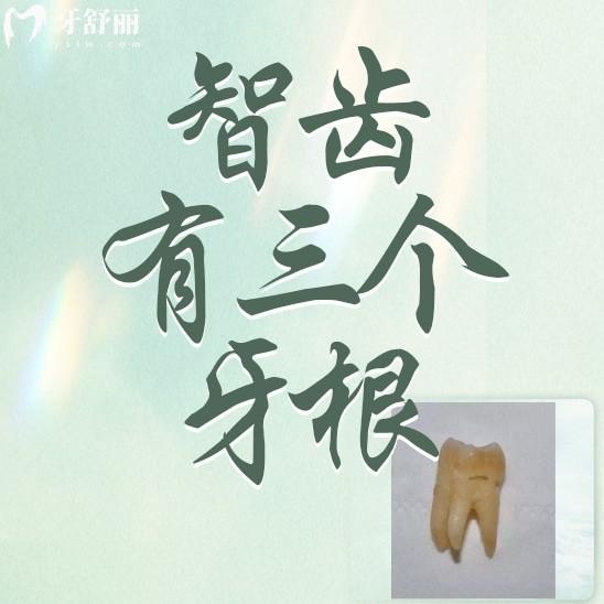 為什么我的智齒有三個牙根呢？正常嗎？